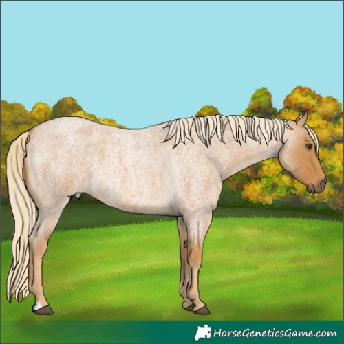 Horse Color:Unknown 