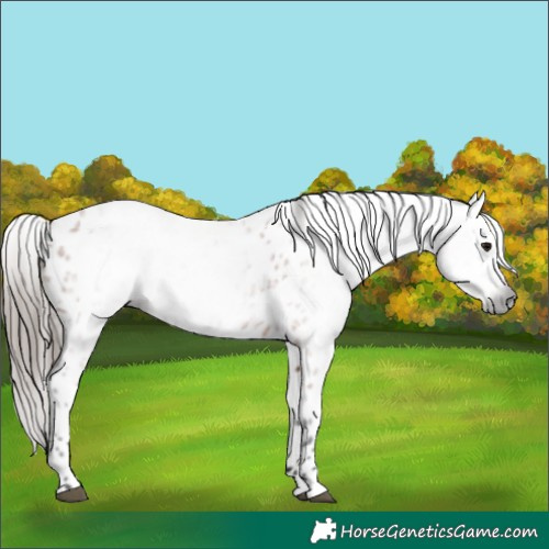 Horse Color:Gray Bay Appaloosa 