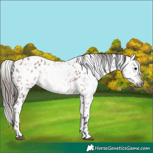 Horse Color:Gray Bay Appaloosa 