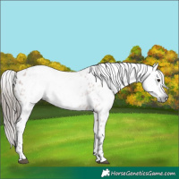 Horse Color:Gray Bay Leopard 