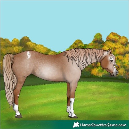 Horse Color:Gray Chestnut Varnish