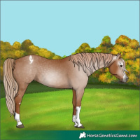 Horse Color:Gray Chestnut Appaloosa 
