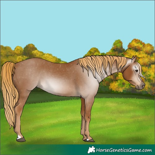 Horse Color:Gray Chestnut Varnish 