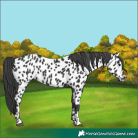 Horse Color:Black Leopard 
