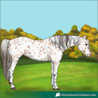 Horse Color:Bay Appaloosa