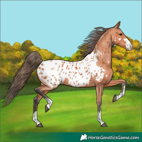 Horse Color:Bay Appaloosa 