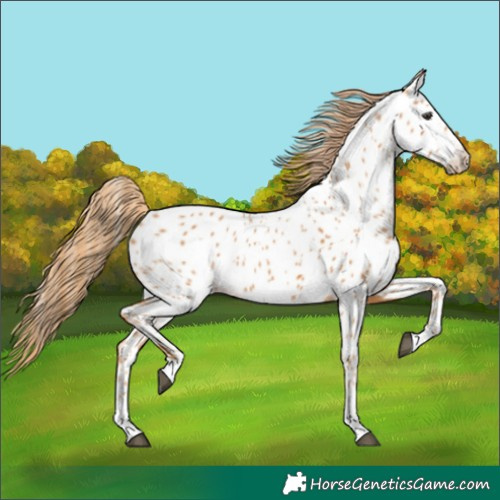 Horse Color:Chestnut Appaloosa 