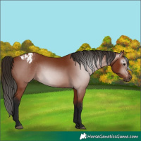 Horse Color:Gray Bay Appaloosa 