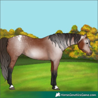 Horse Color:Gray Bay Appaloosa 