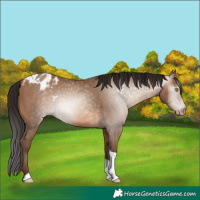 Horse Color:Gray Amber Champagne Tobiano Appaloosa 