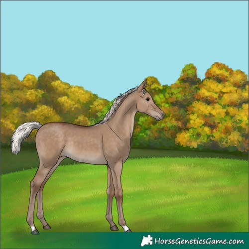Horse Color:Silver Grullo Rabicano 