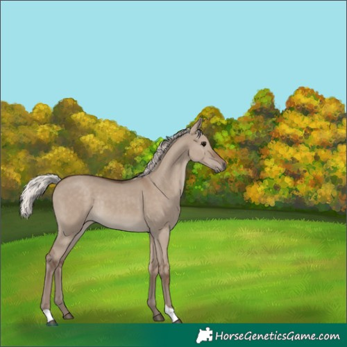 Horse Color:Silver Grullo Rabicano 