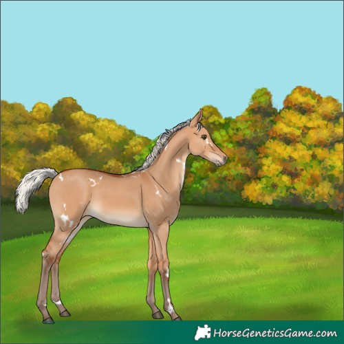 Horse Color:White Spotted Silver Bay Dun Rabicano 