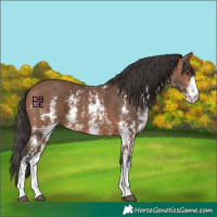 Horse Color:Bay Mushroom Sabino