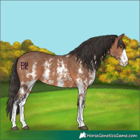 Horse Color:Bay Mushroom Sabino