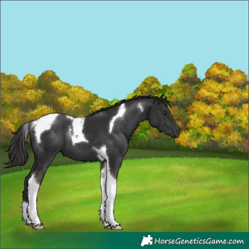 Horse Color:Liver Chestnut Tobiano 