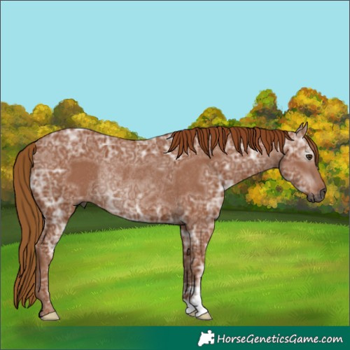 Horse Color:Gray Chestnut Ice Rabicano 