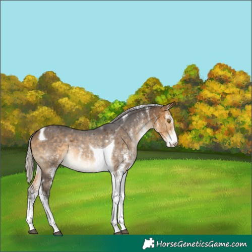 Horse Color:White Spotted Silver Buckskin Tobiano 