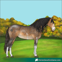 Horse Color:White Spotted Buckskin 