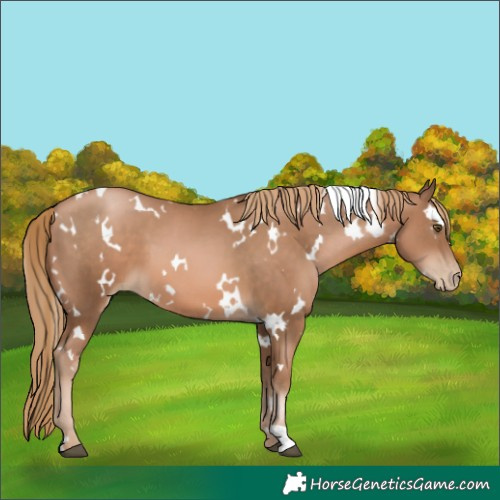 Horse Color:White Spotted Liver Chestnut Pearl