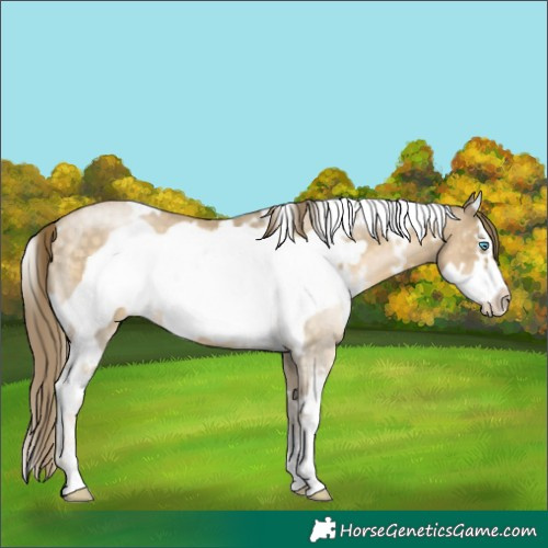 Horse Color:White Spotted Buckskin Pearl Frame 