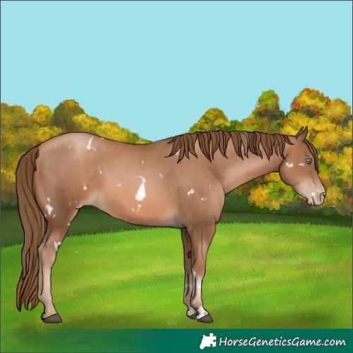 Horse Color:White Spotted Liver Chestnut Pearl 