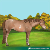 Horse Color:White Spotted Liver Chestnut Pearl 