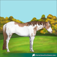 Horse Color:White Spotted Liver Chestnut Pearl Tobiano Frame