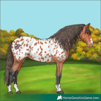 Horse Color:Bay Appaloosa