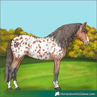 Horse Color:Bay Appaloosa