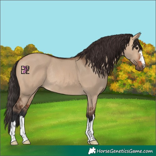 Horse Color:Bay Dun Rabicano