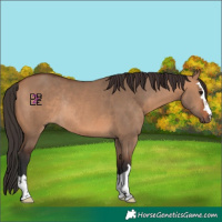 Horse Color:Bay Dun Rabicano 