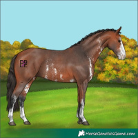 Horse Color:Bay Sabino