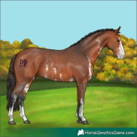 Horse Color:Bay Sabino