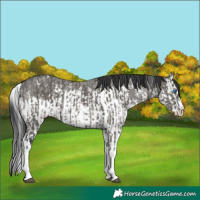 Horse Color:Grullo Sabino Splash  and Grullo Sabino Splash 