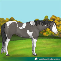 Horse Color:Grullo Splash Tobiano 