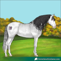 Horse Color:Buckskin Chinchilla Sabino Splash
