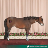 Horse Color:Brown Sabino 