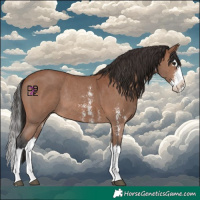 Horse Color:Bay Sabino Splash Rabicano 