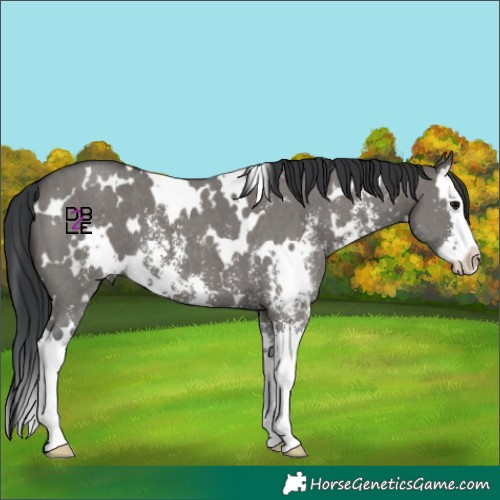 Horse Color:White Spotted Grullo Sabino Splash