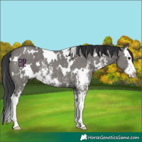 Horse Color:White Spotted Grullo Sabino Splash