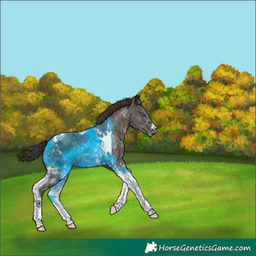 Horse Color:Liver Chestnut Sabino Tobiano 
