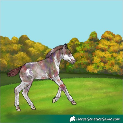 Horse Color:Nacre Liver Chestnut Splash Tobiano 