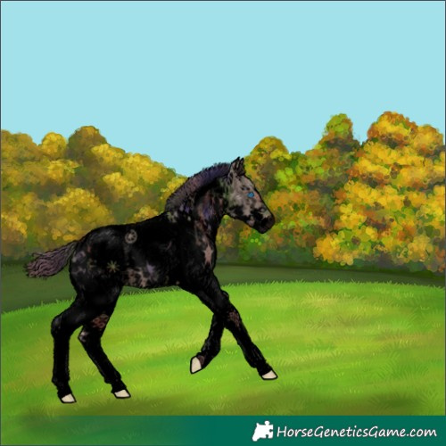 Horse Color:Void Nacre Liver Chestnut Sabino Splash Tobiano Appaloosa 
