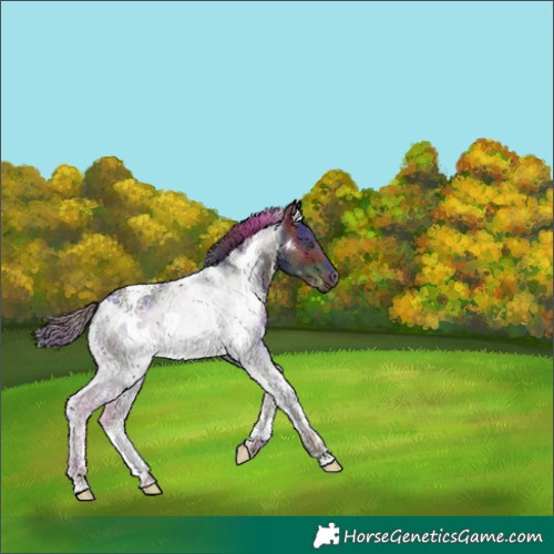 Horse Color:Nacre White Spotted Liver Chestnut Tobiano 