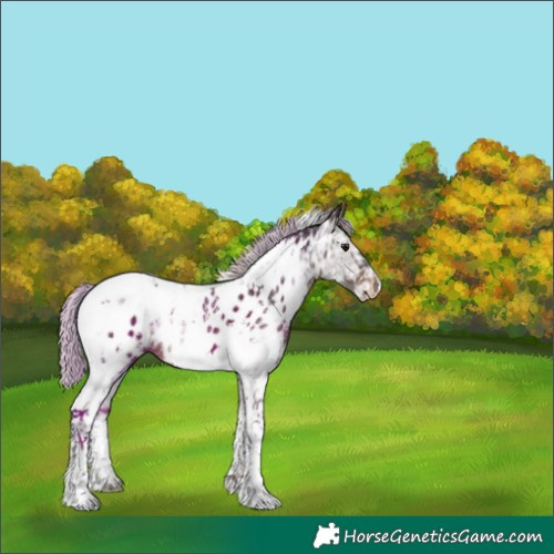 Horse Color:Silver Bay Ice Sabino Tobiano Appaloosa Rabicano 