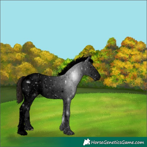 Horse Color:Void White Spotted Liver Chestnut Sabino Leopard 