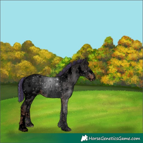 Horse Color:Void Painted White Spotted Liver Chestnut Sabino Appaloosa 