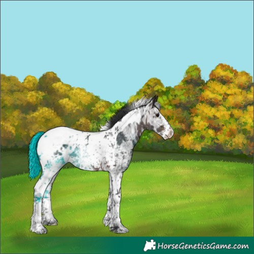 Horse Color:Brown Ice Sabino Tobiano Appaloosa Rabicano 