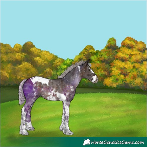 Horse Color:Silver Brown Sabino Tobiano Appaloosa Rabicano 